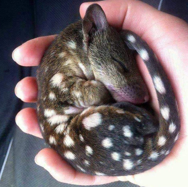 baby tiger quoll