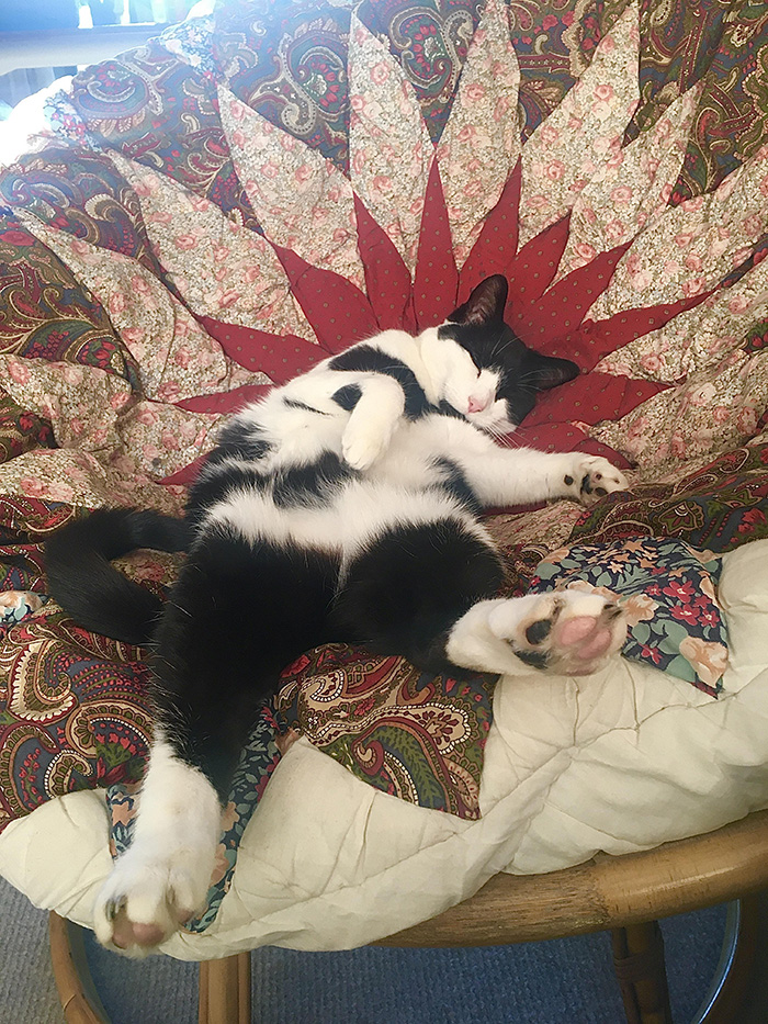 bvt4u-saint-cat.jpg