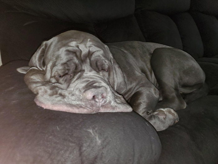 dog looks like it is melting into couch
