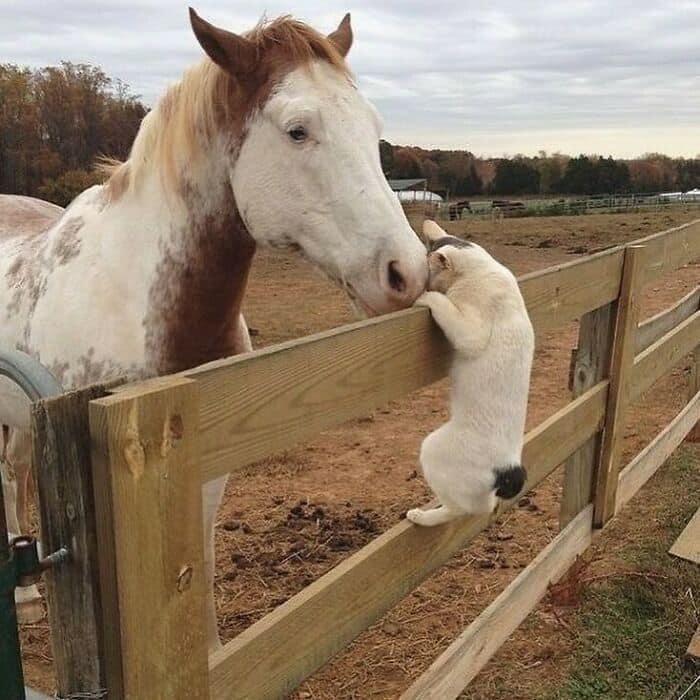 cat and horse friends
