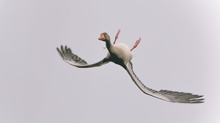 goose flying upside down