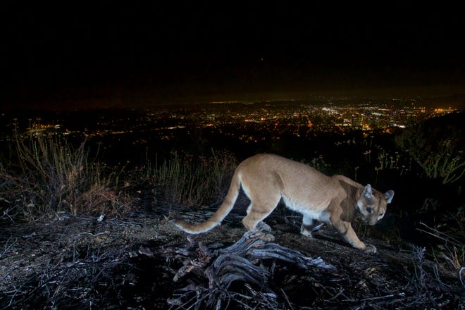 mom fights mountain lion