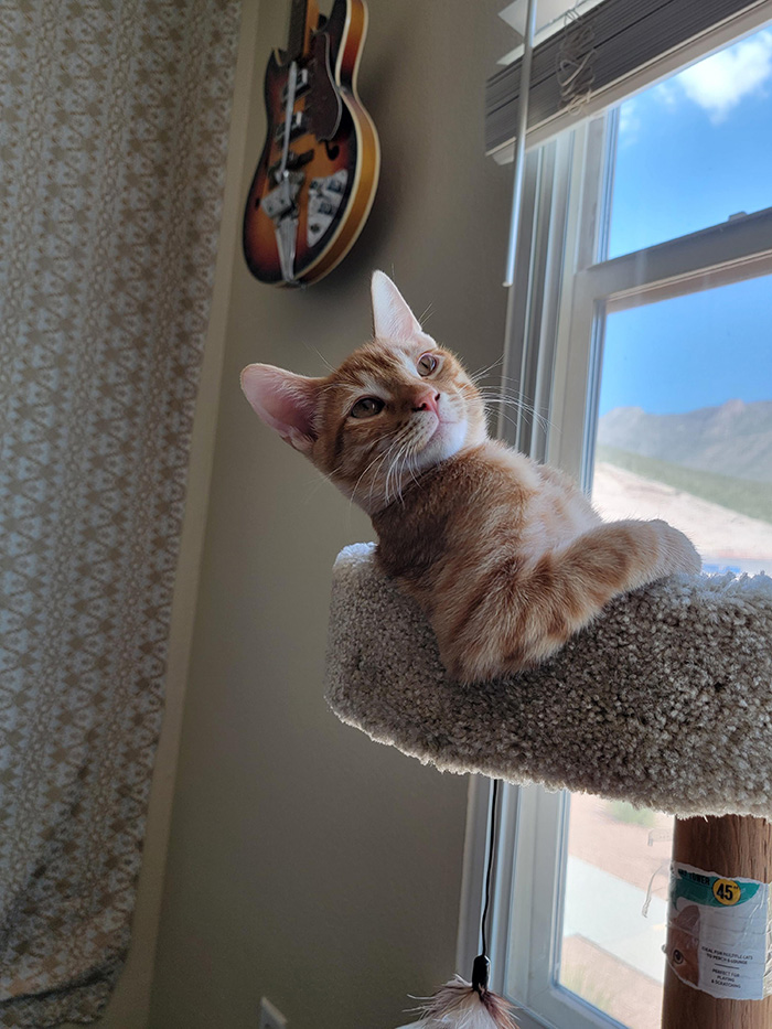 1hqr0-cat-posing-for-camera.jpg