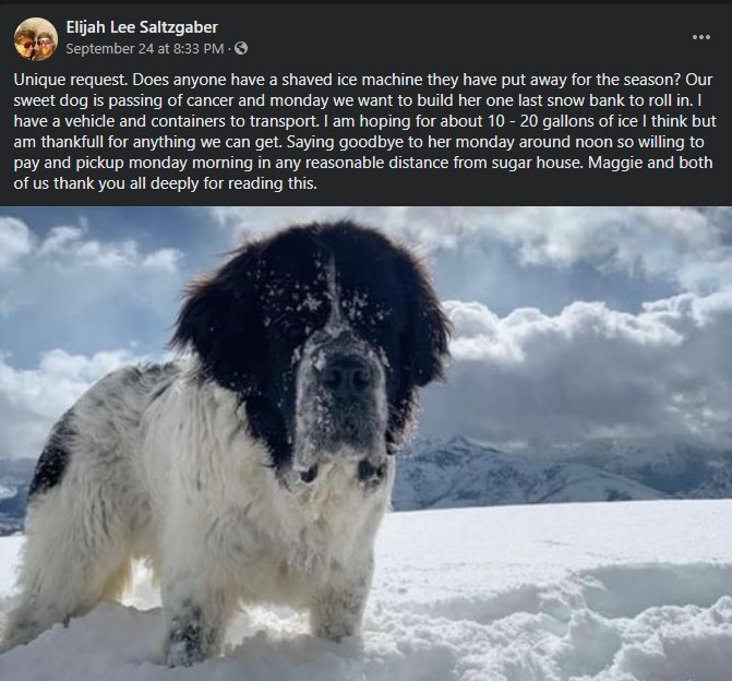 ice company snow for dying dog