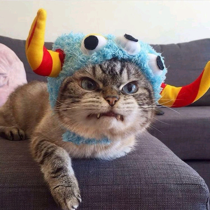 cat in hat