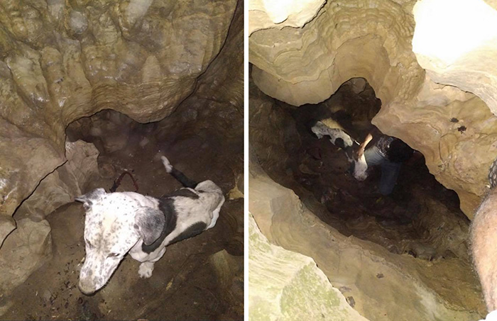 dog rescued from cave