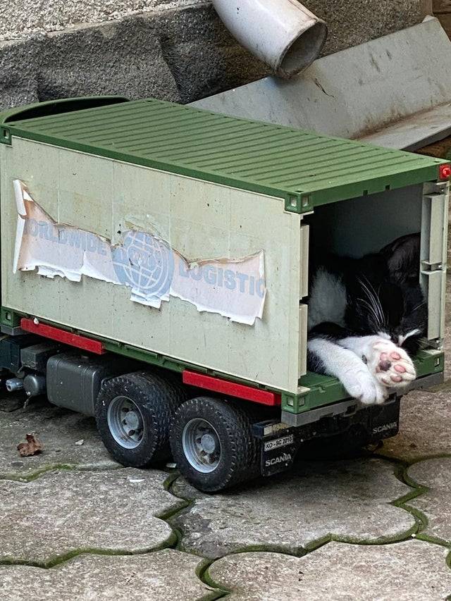 mt2my-cat-sleeping-in-toy-truck.jpg