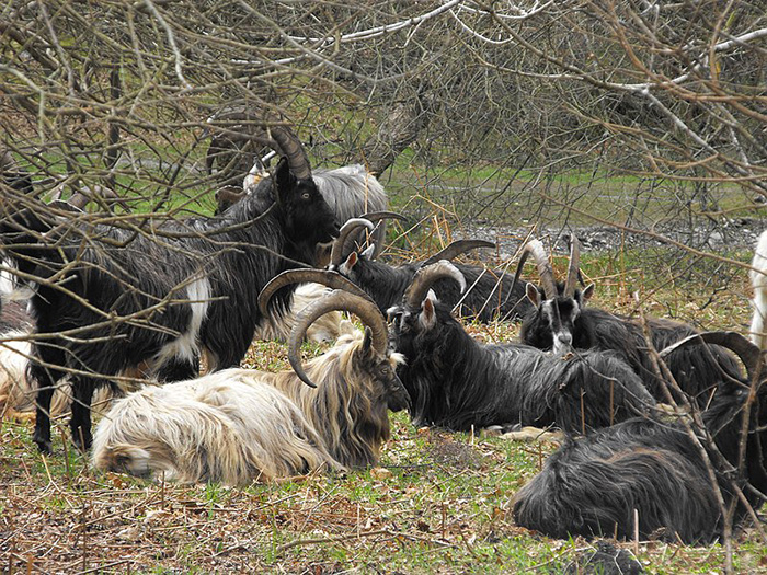 old irish goats dublin