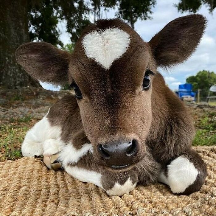 cow heart on forehead