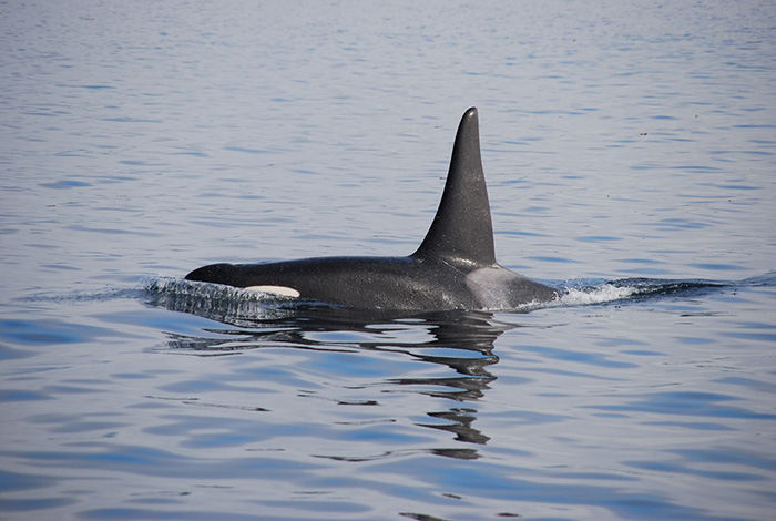 orcas pregnant