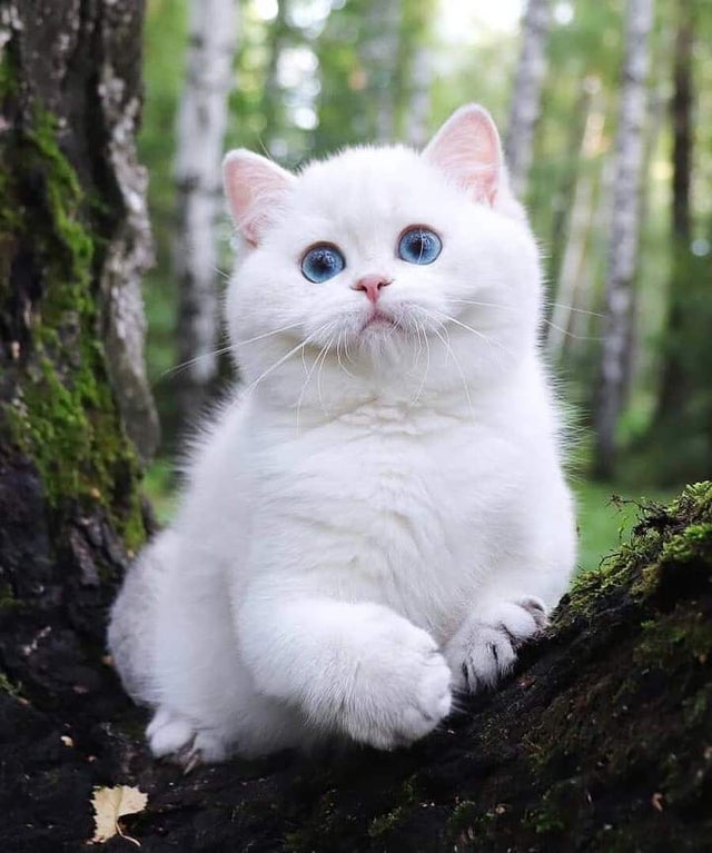 zf2g5-cute-cat-white-chunky.jpg