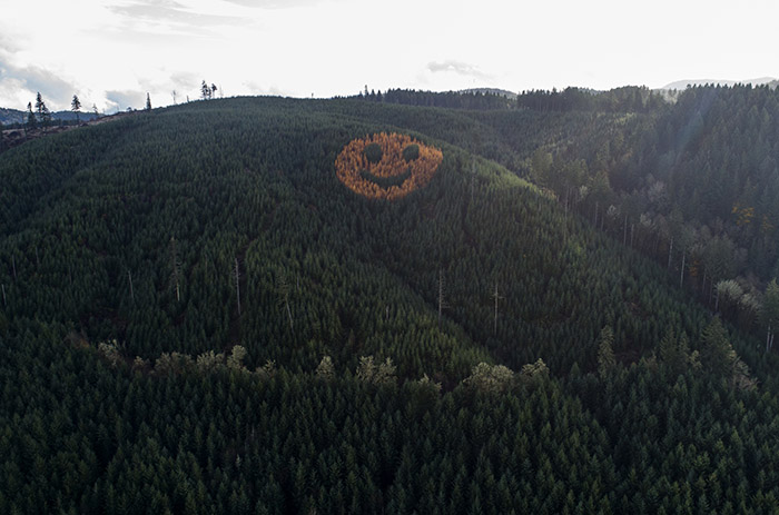 smily face in trees