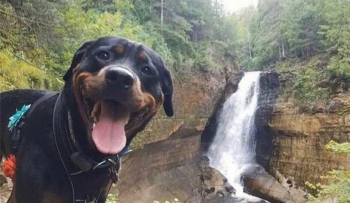 dog waterfall