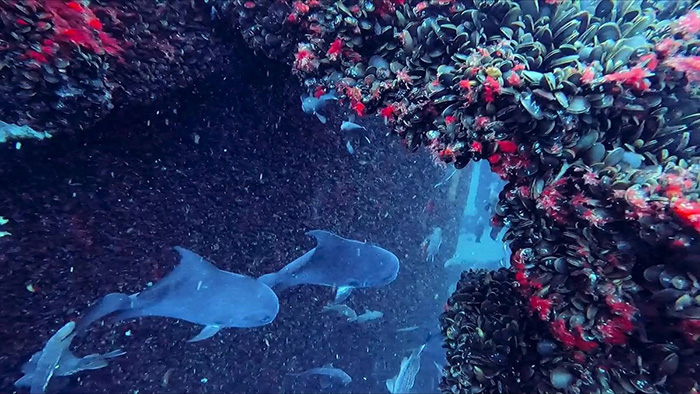 wind turbine marine life