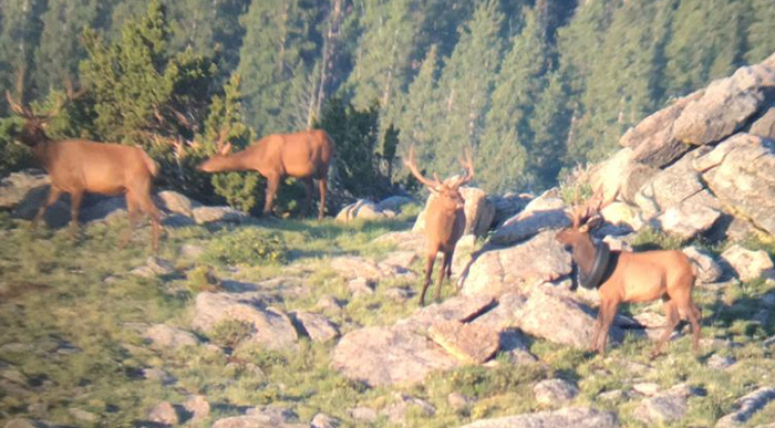 bull elk tire around neck