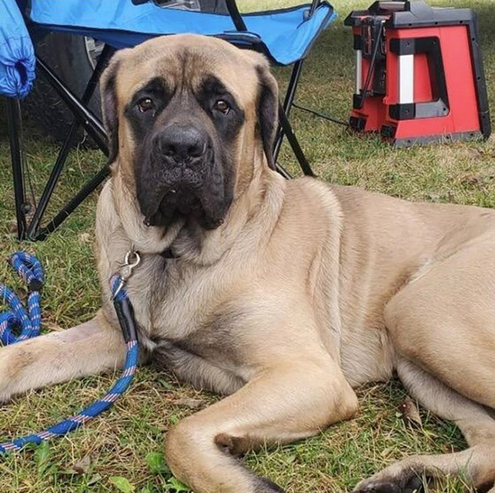 firefighter adopts dog he rescued