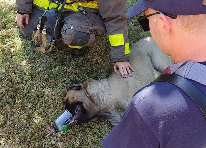firefighter adopts dog he rescued