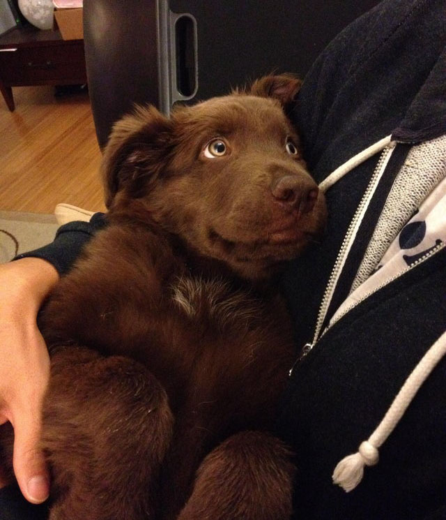 hcwgc-puppy-eyes.jpg