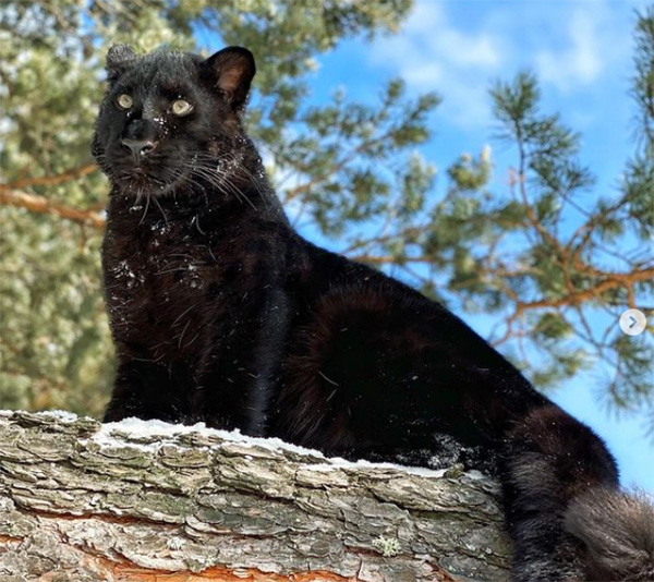 luna black panther