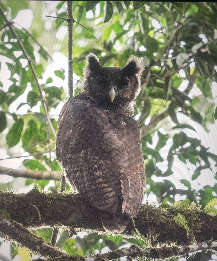 giant owl sighting 150 years