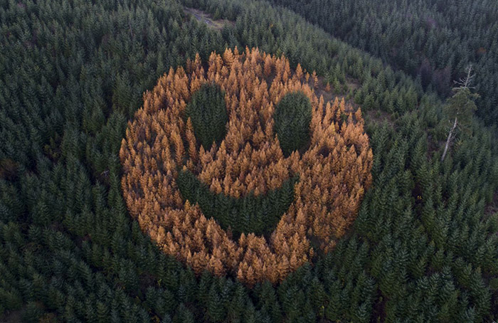 smily face in trees