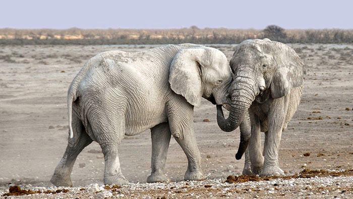 africa parks donation