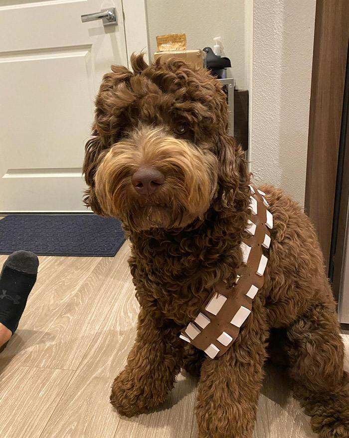 dog dressed as chewbacca