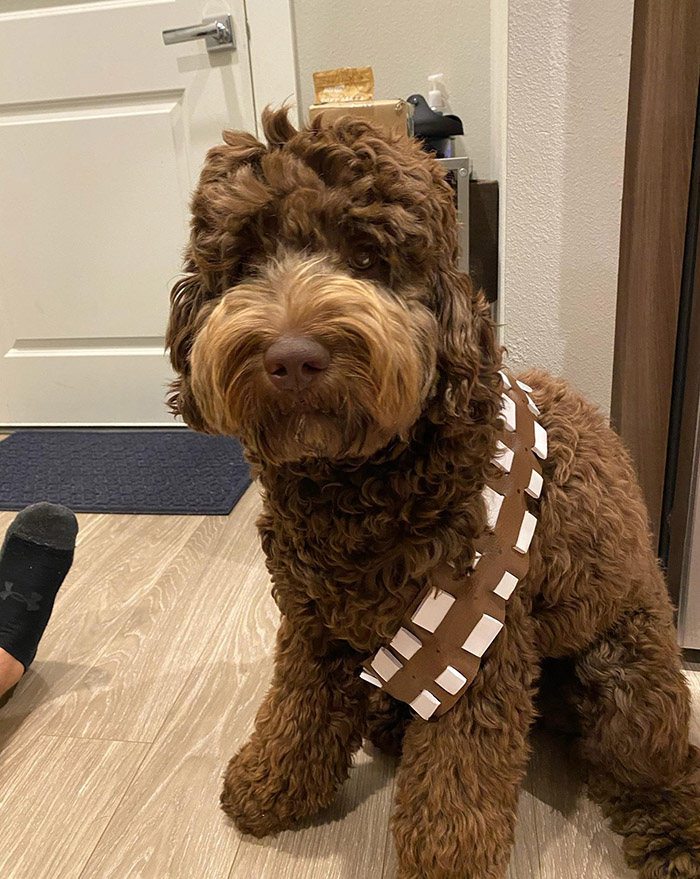 zv8zo-dog-chewbacca.jpg