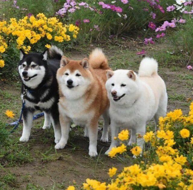 dog marshmallow