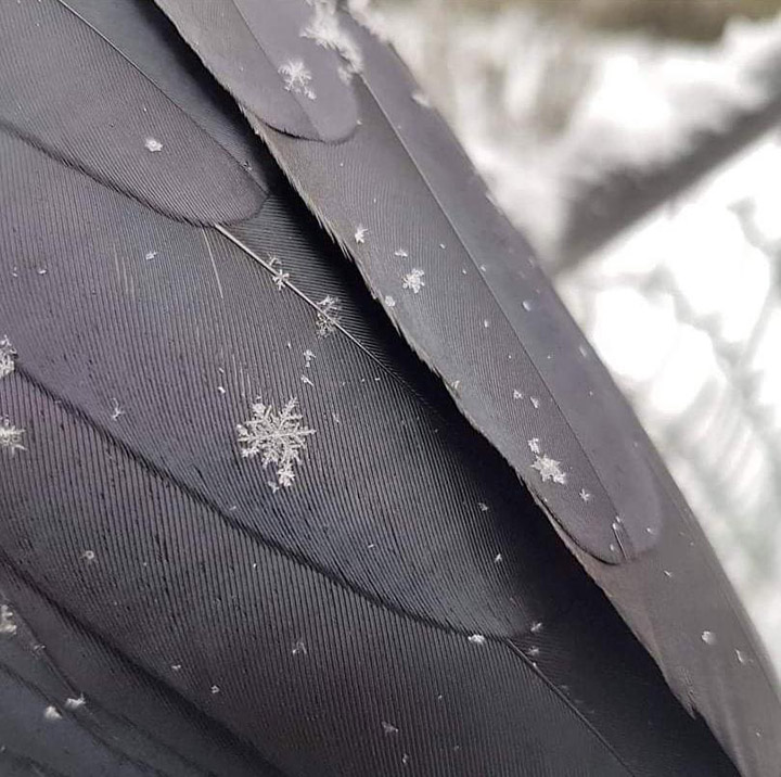 snowflake on crow wing