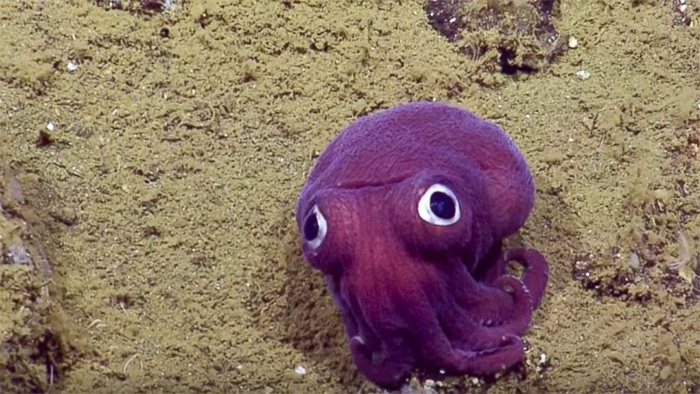googly eyed squid