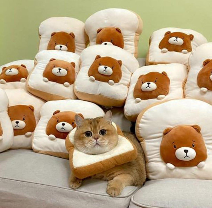 cat pillow bread