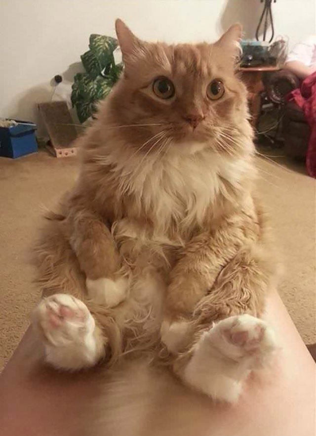 peanut the cat