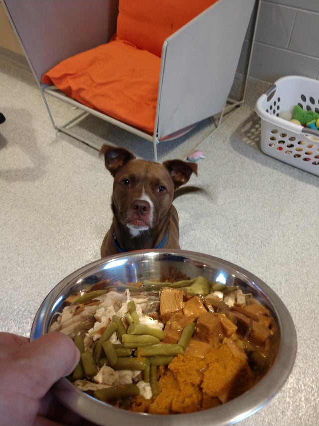 thanksgiving at the shelter