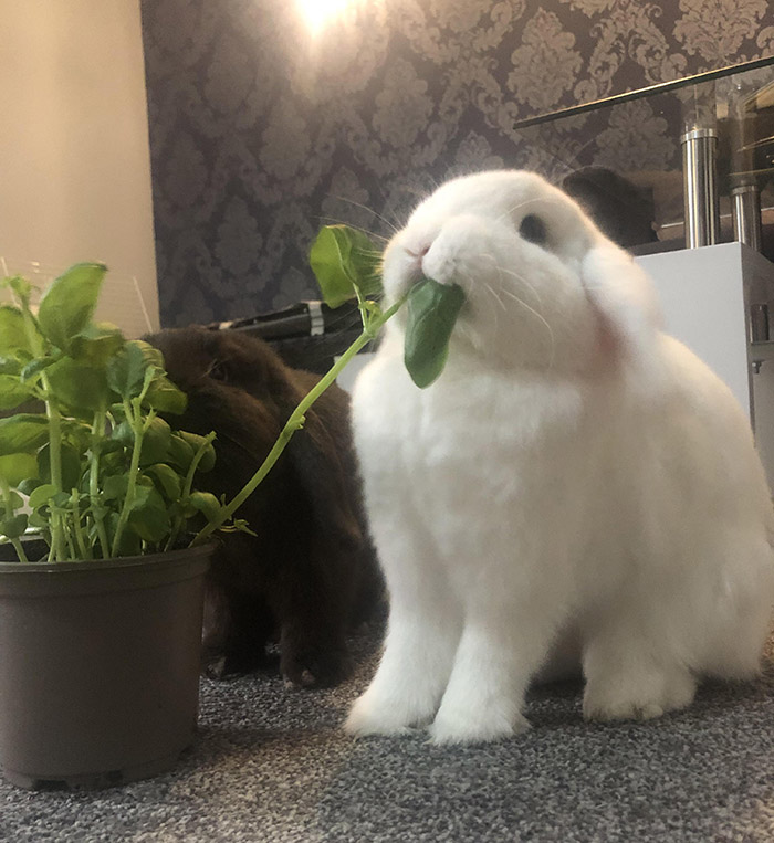 rabbit eating basil