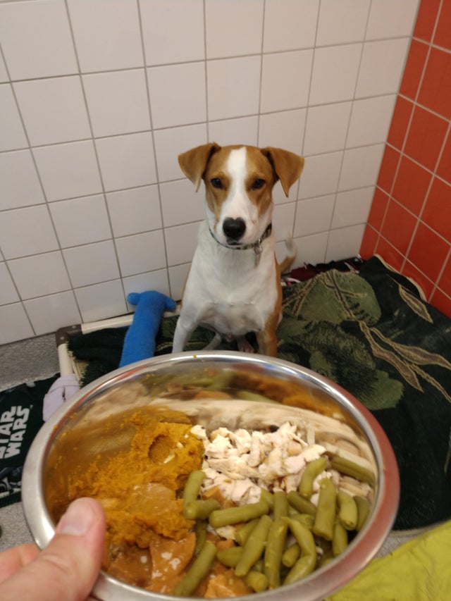 thanksgiving at the shelter