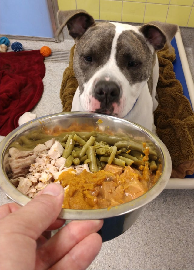 thanksgiving at the shelter