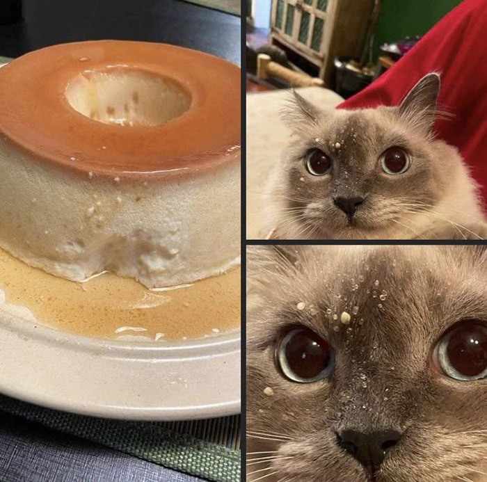 cat bites food