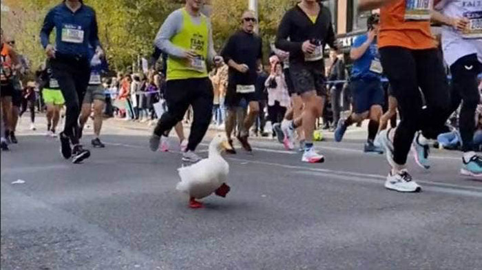 duck runs marathon 2021