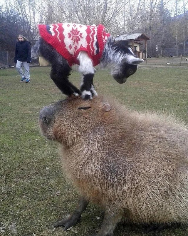 goat on capybara