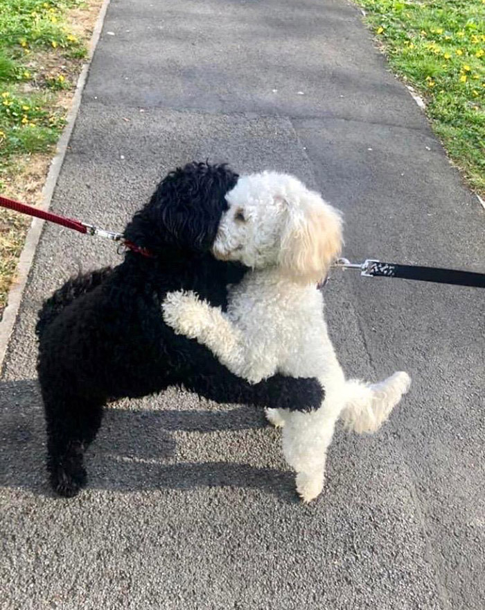 dogs on walk hug