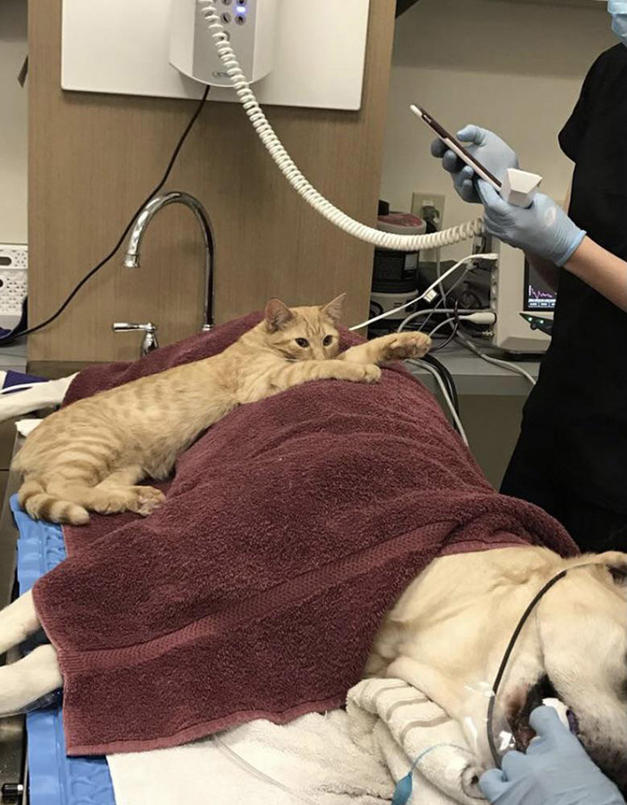 Stray cat cuddles with patients at animal hospital