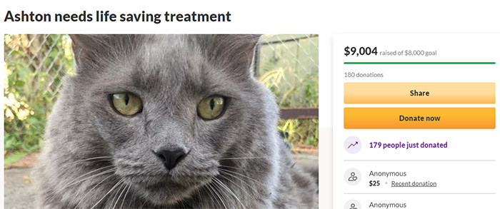 reddit users save cat pay for treatment