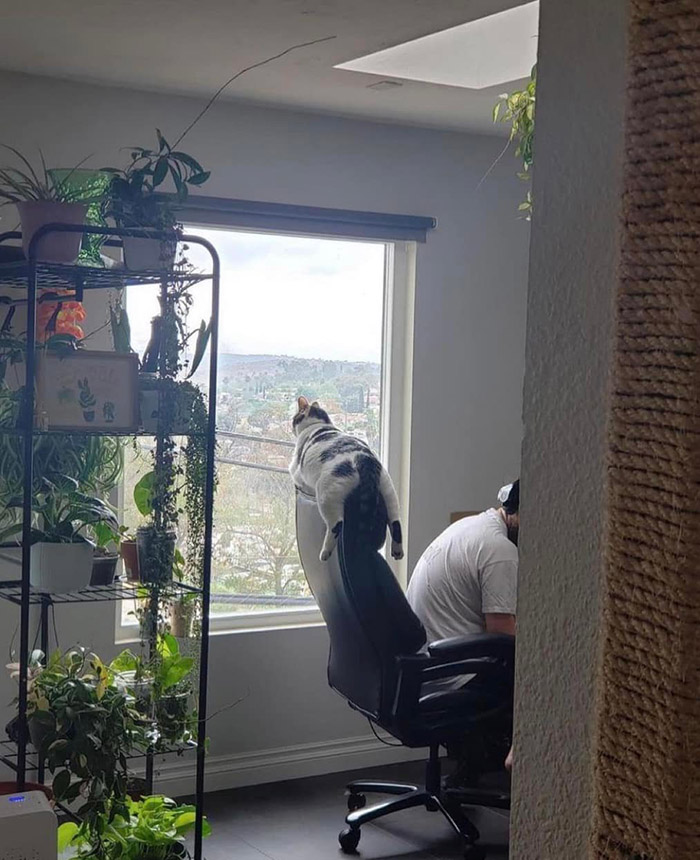 jimmy the cat balance on a chair