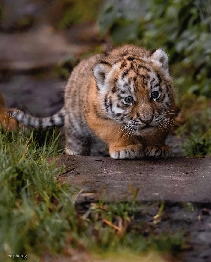 tiger cub