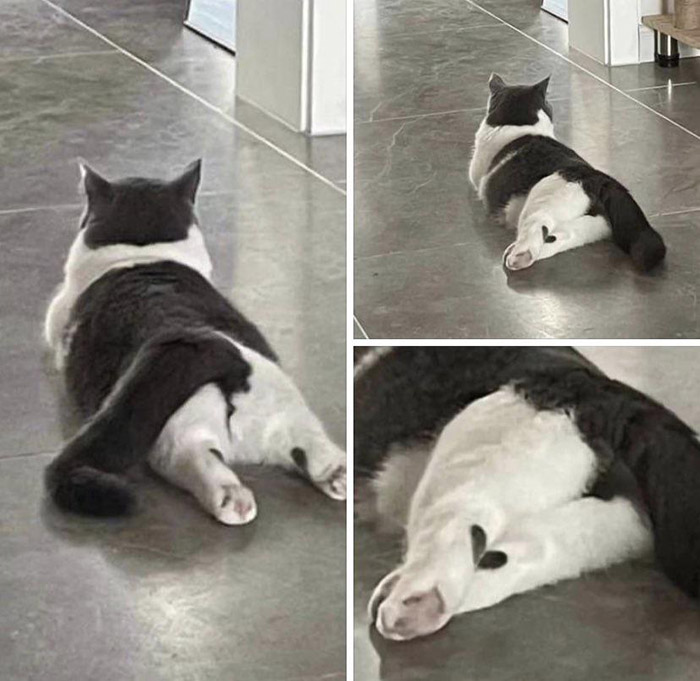 1z36p-cat-heart-pattern.jpg