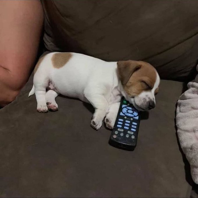 puppy sleeping on remote