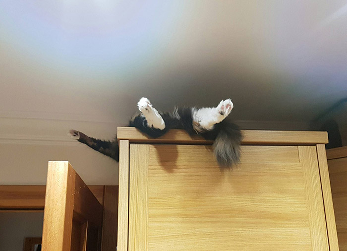 cat on top of cabinets