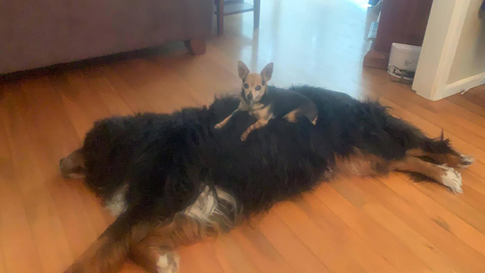 small dog uses big dog as bed