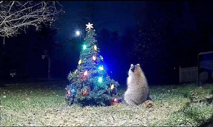 Christmas tree wildlife cam